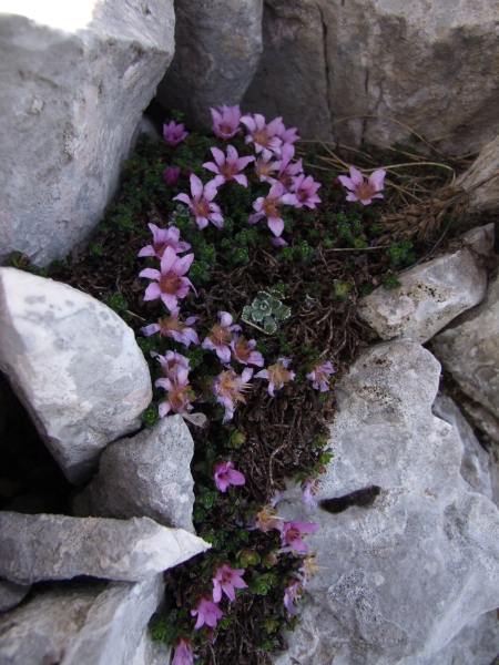 Sassifraga latina